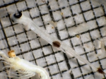 Bathylagus milleri