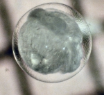 Bathylagus, author: Fisheries and Oceans Canada, Moira Galbraith