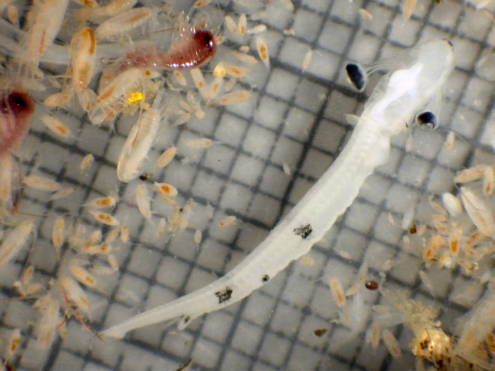 Bathylagus pacificus Bathylagus pacificus