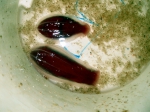 Beroe abyssicola, author: Fisheries and Oceans Canada, Moira Galbraith