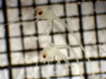 Blepharipoda occidentalis