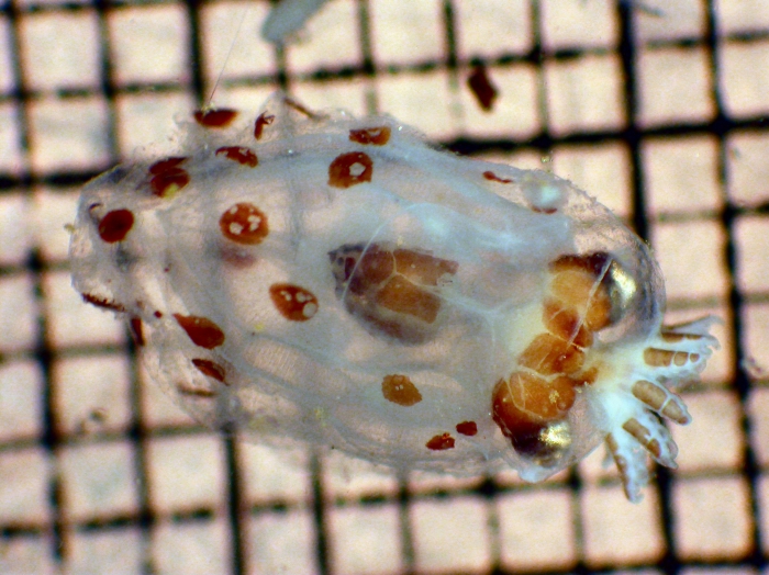 Bolitaenidae Bolitaenidae