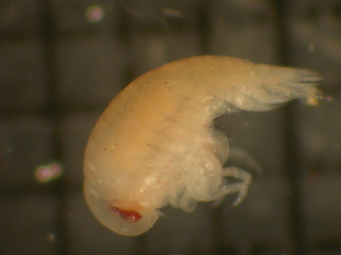 Brachyscelus Brachyscelus