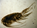 Bradyidius saanichi