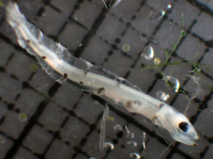 Brosmophycis marginata Brosmophycis marginata