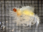 Mysida