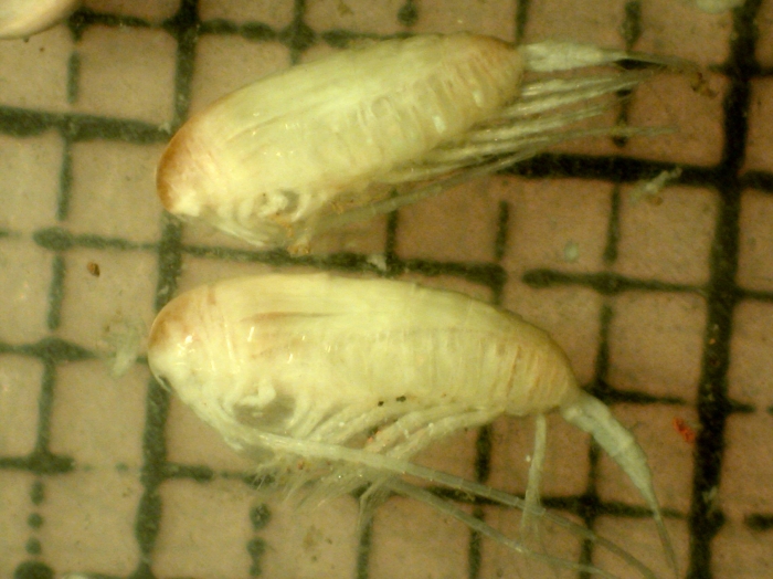 Calanus glacialis Calanus glacialis