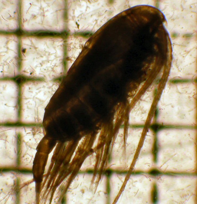 Calanus glacialis Calanus glacialis