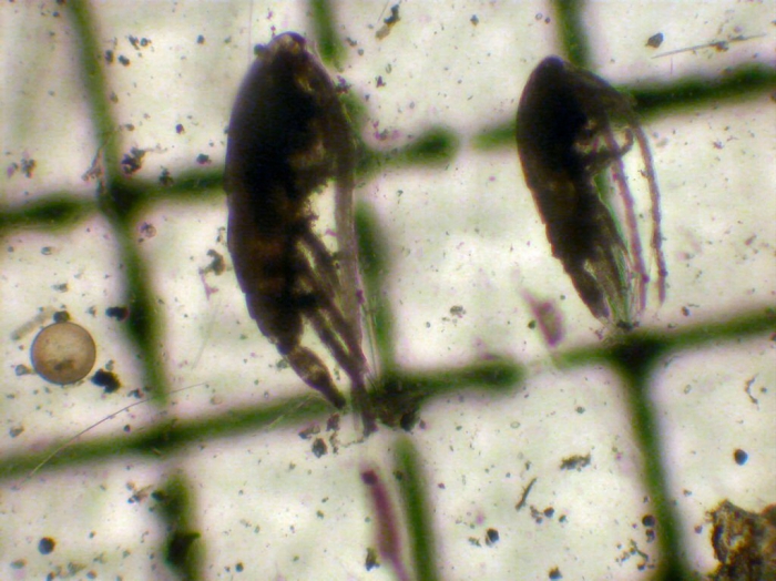 Calanus glacialis Calanus glacialis