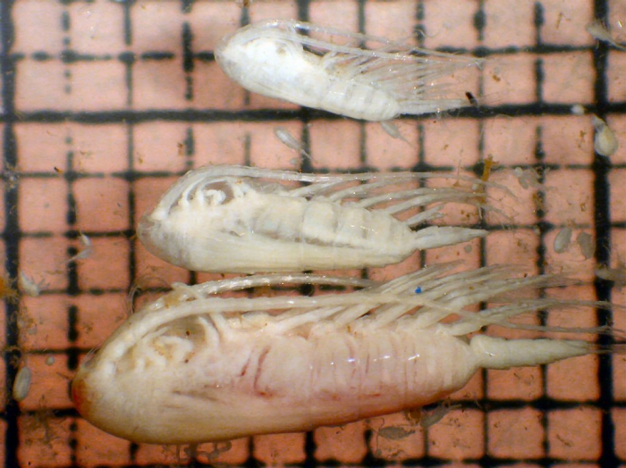 Calanus hyperboreus Calanus hyperboreus