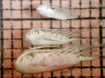 Copepoda
