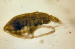 Calanus marshallae