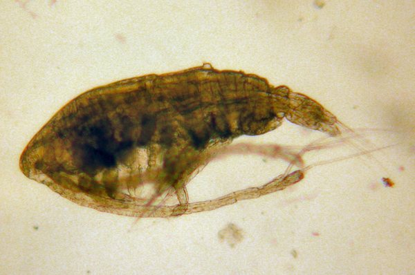 Calanus marshallae
