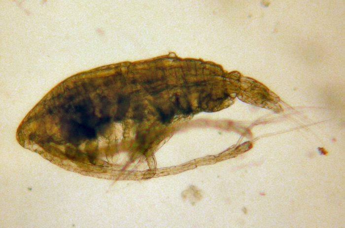 Calanus marshallae Calanus marshallae