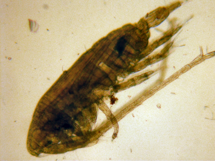 Calanus marshallae Calanus marshallae