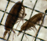 Calanus pacificus, author: Fisheries and Oceans Canada, Moira Galbraith
