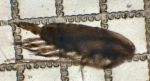 Calanus pacificus