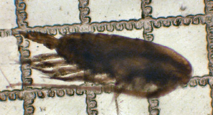 Calanus pacificus Calanus pacificus