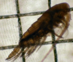Calanus pacificus