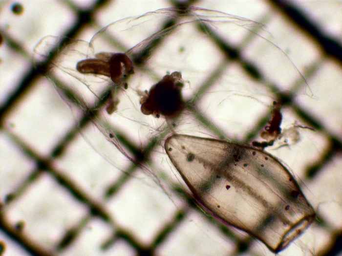 Siphonophorae Siphonophorae