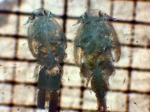 Caligus clemensi