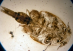 Caligus macarovi