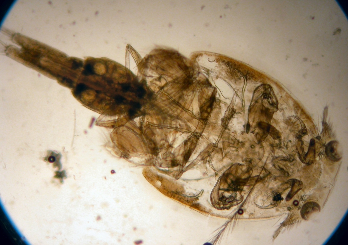 Caligus macarovi Caligus macarovi
