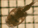 Caligus macarovi