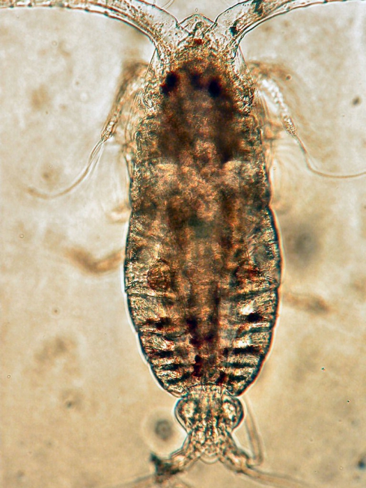 Calocalanus pavoninus Calocalanus pavoninus
