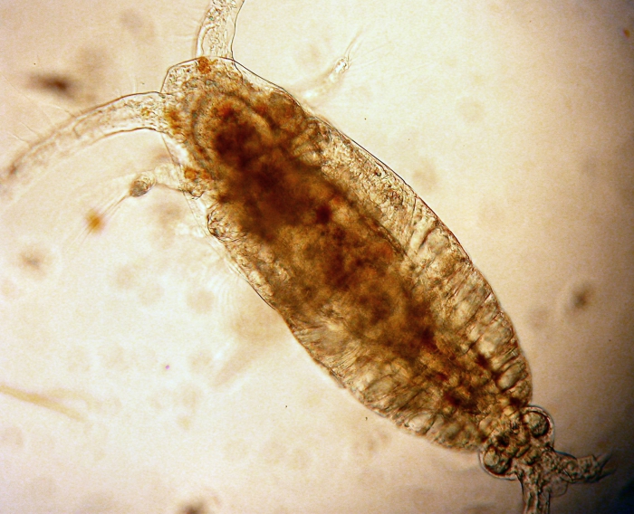 Calocalanus styliremis Calocalanus styliremis