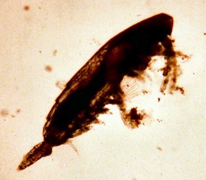 Calocalanus tenuis Calocalanus tenuis