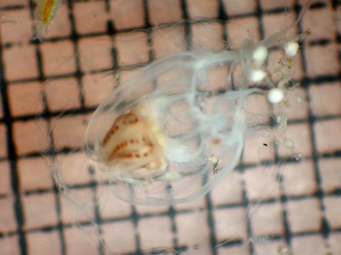 Calycopsis Calycopsis