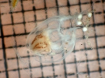 Cnidarians