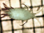 Candacia bipinnata, author: Fisheries and Oceans Canada, Moira Galbraith