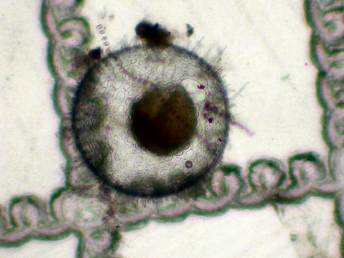 Castanellidae Castanellidae