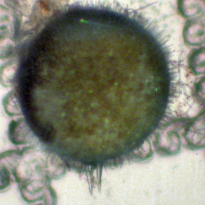Castanellidae Castanellidae