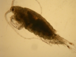 Centropages abdominalis