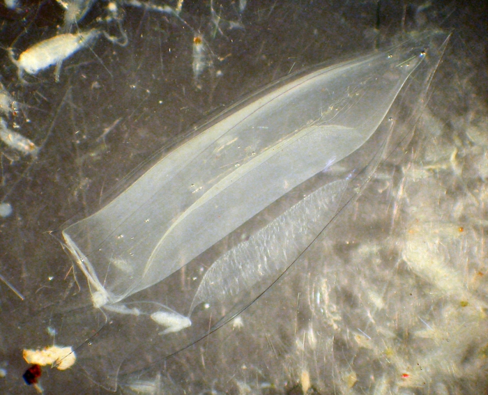 Chelophyes appendiculata Chelophyes appendiculata