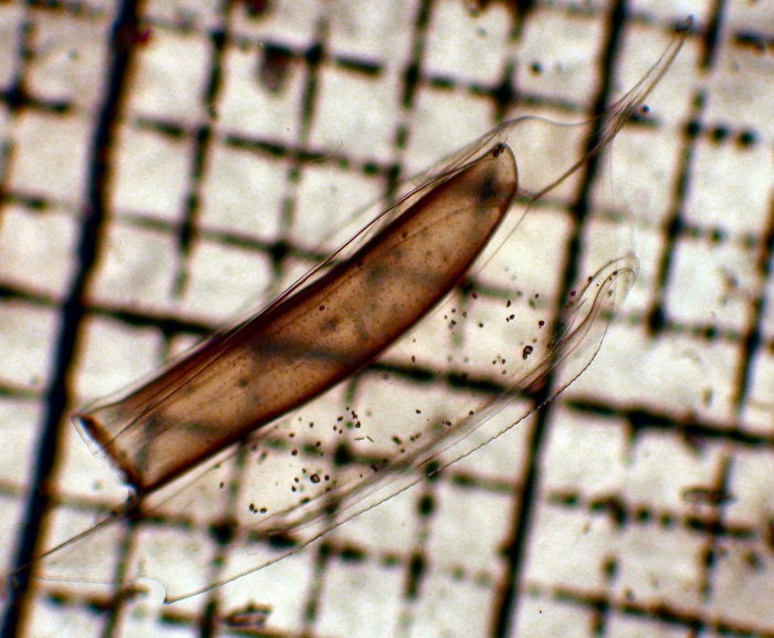 Chelophyes Chelophyes