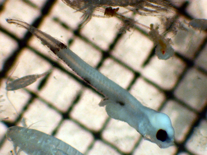 Citharichthys stigmaeus Citharichthys stigmaeus