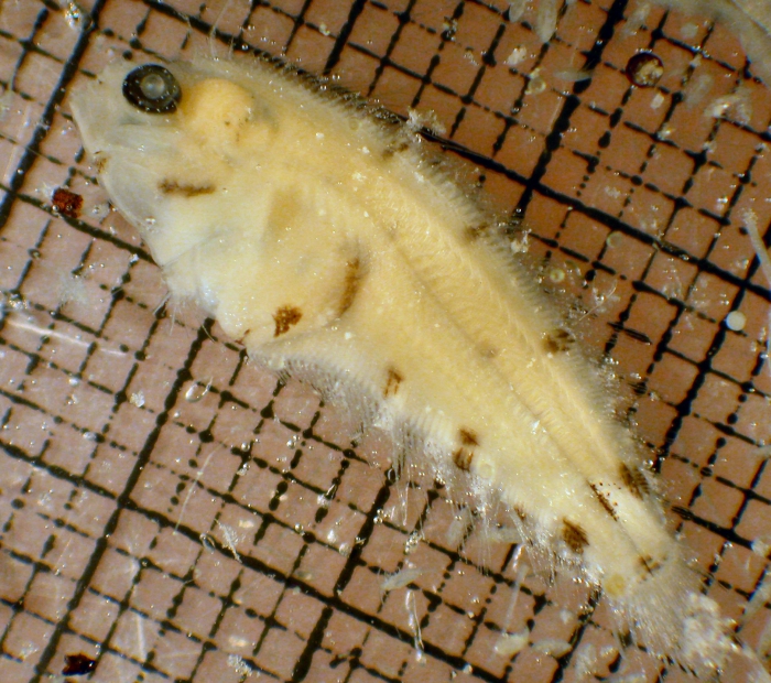 Citharichthys sordidus Citharichthys sordidus