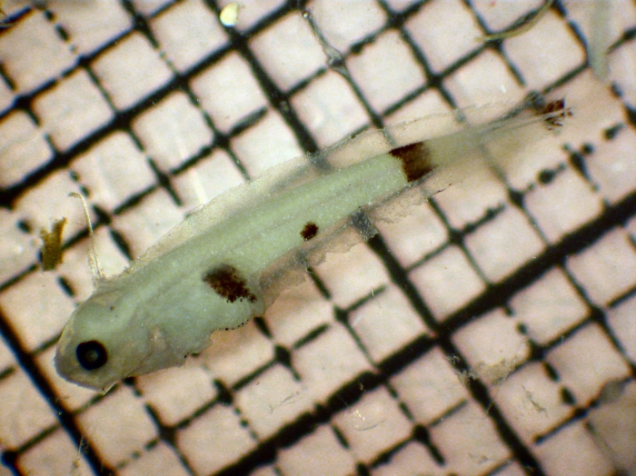 Citharichthys sordidus Citharichthys sordidus