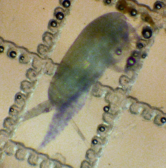 Clausocalanus lividus Clausocalanus lividus