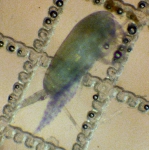 Crustaceans