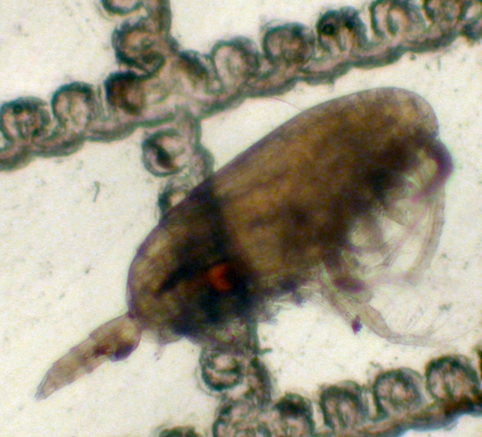 Clausocalanus parapergens Clausocalanus parapergens
