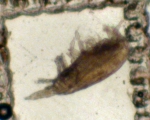 Species