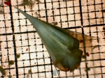 Gastropoda