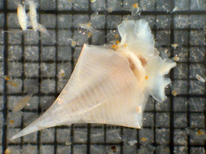Clio pyramidata Clio pyramidata