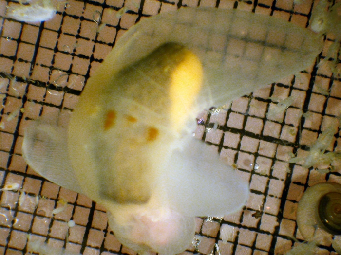 Clione limacina Clione limacina
