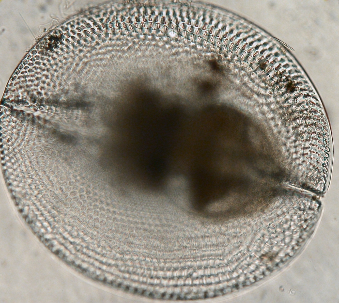 Concharidae Concharidae